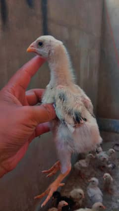 shamo quality chicks lakha mix color only