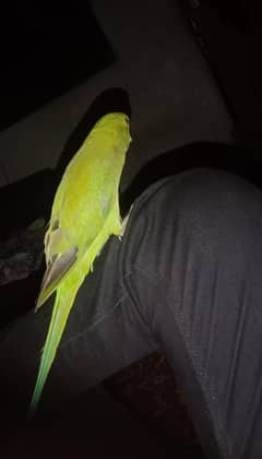 hand team Parrot for sale 03054636833