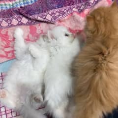 home cat