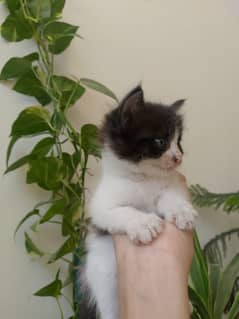 kitten