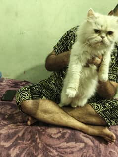 persian