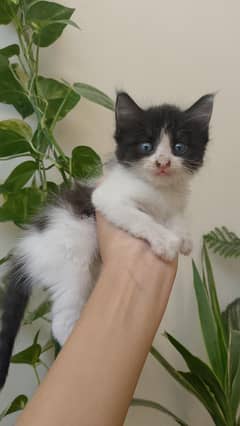 persian single  coated kitten
