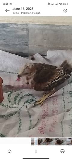 Golden Eagel baby age 25