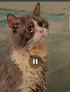Persian cat puch face