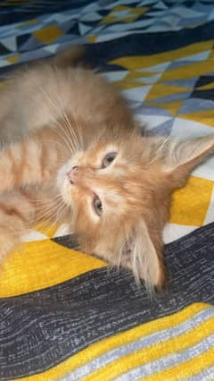 persian cat golden colour  grey eyes