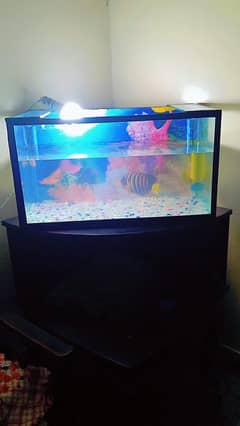 Fish Aquarium