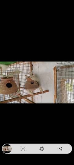 White chick and cfw under size pair