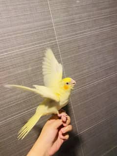 Hand tame red eyes cocktail