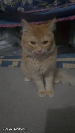 persian cat available