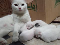 1 Cat, 4 Male kittens, 1 Female kitten. .