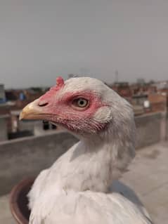 Heera Aseel