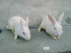 red eyes rabbits