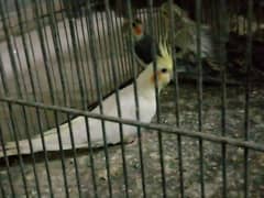 bird cocktail for sale