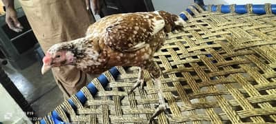 Aseel murgi for sale