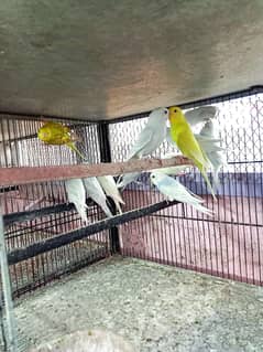 budgie & cage