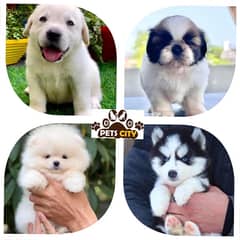 Doberman Labrador SHIHTZU husky chihuahua Maltese pug maltipoo pom