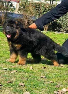 Home breed puppies avaliable for sale