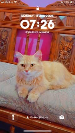 Persian