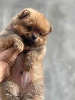Pomeranian