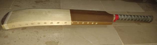 Rawalakot plain Bat