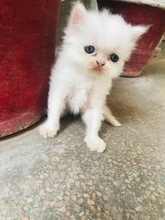 Pure Persian Kitten