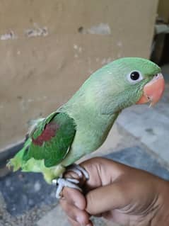 Wildlife Regist Alexandrine Raw chick