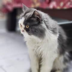 cat male available for stud/cross/mating