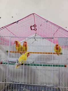 Yellow love birds pair