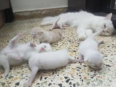 American Persian cat doll face kittens  available