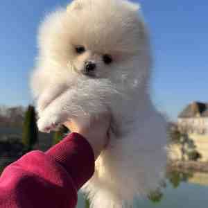 DM pet's Master knl