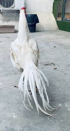 Indian