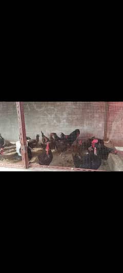 Australorp males females