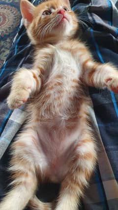 4 male and female persian cats for sale