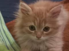 Pure Persian kitten. Very loving and playful. litter trained .