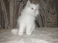 Persian Kittens Punch Face Female Cat Triple Coated Active and Healthy