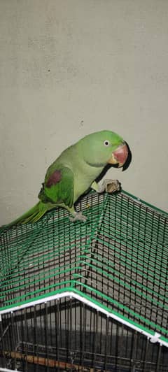 parret