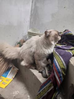 pershin cat female