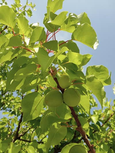 fast and the studios