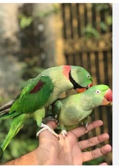 face to face talking pair Read add