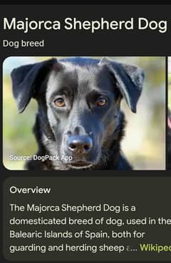 I'm selling  Majorca shepherd Dog  only  70k
