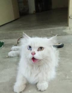 pure Persian cat urgent sale