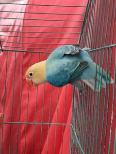 quality parblue Opaline//PF for sale