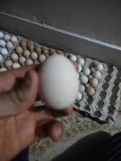 hen eggs