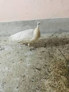 For sale female