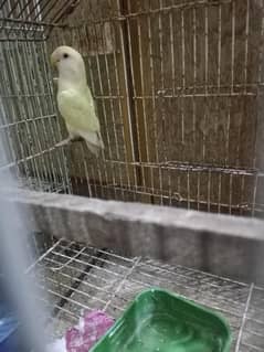 lotino red eyes female healthy and active