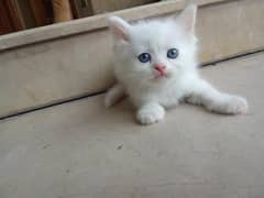 persian 2 kitten for sale