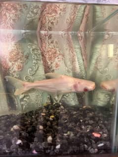Aquarium for sale with one albino red eye shark