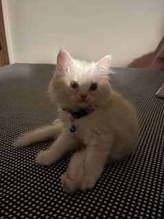 Persian cat for sale