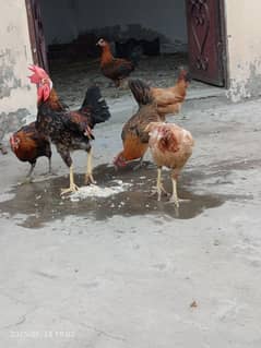 set of 6 hens