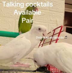 Talking & Hand Tamed White Cocktails Pair